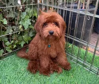 TeddyBear Doodle , a male Poodle - Toy  and Miniature Goldendoodle for sale in Seattle, WA – 1 of 1