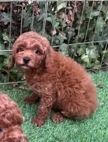 Dark Red Poodle, a female Poodle - Toy  and Poodle - Miniature  for sale in Seattle, WA – 1 of 2
