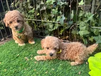 XS Apricot Maltipoo, a male Maltipoo and Poodle - Toy  for sale in Seattle, WA – 2 of 2