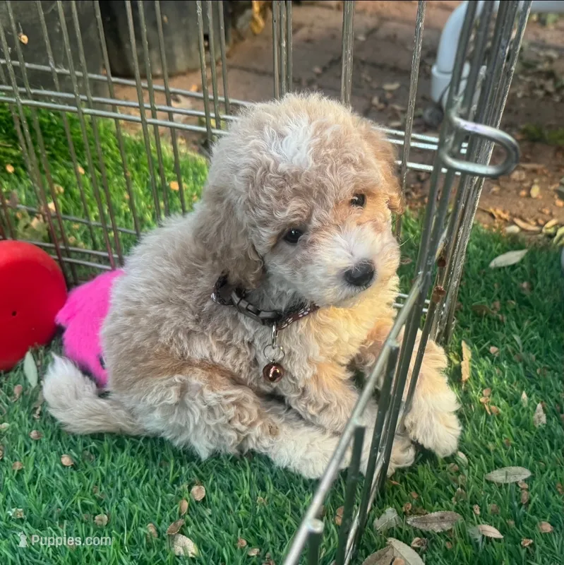 ❤️BearFace Puppy❤️ – Maltipoo, Poodle - Toy  puppy for sale in Seattle, WA