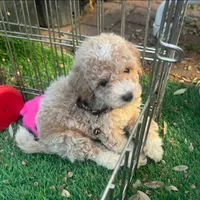 ❤️BearFace Puppy❤️, a male Maltipoo and Poodle - Toy  for sale in Seattle, WA – 1 of 2