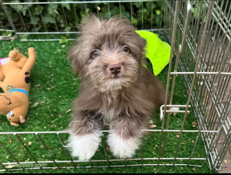 Loving Puppy 🐶  – Doxiepoo, Morkie puppy for sale in Seattle, WA