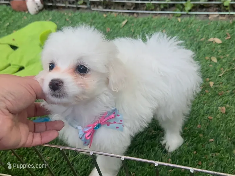 White Maltipoo Puppy  – Maltipoo, Maltese puppy for sale in Seattle, WA
