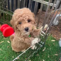 TeddyBear Face Puppy 🐶 , a male Maltipoo and Poodle - Toy  for sale in Seattle, WA – 1 of 2