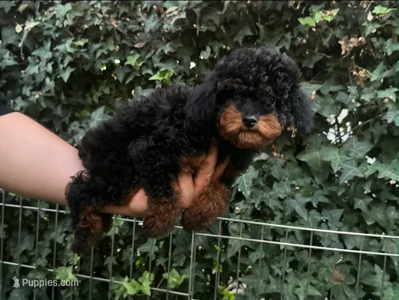 ONYX – Poodle - Miniature  puppy for sale in Seattle, WA
