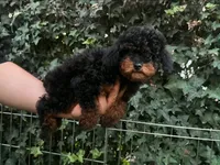 ONYX, a male Poodle - Miniature  for sale in Seattle, WA – 1 of 1