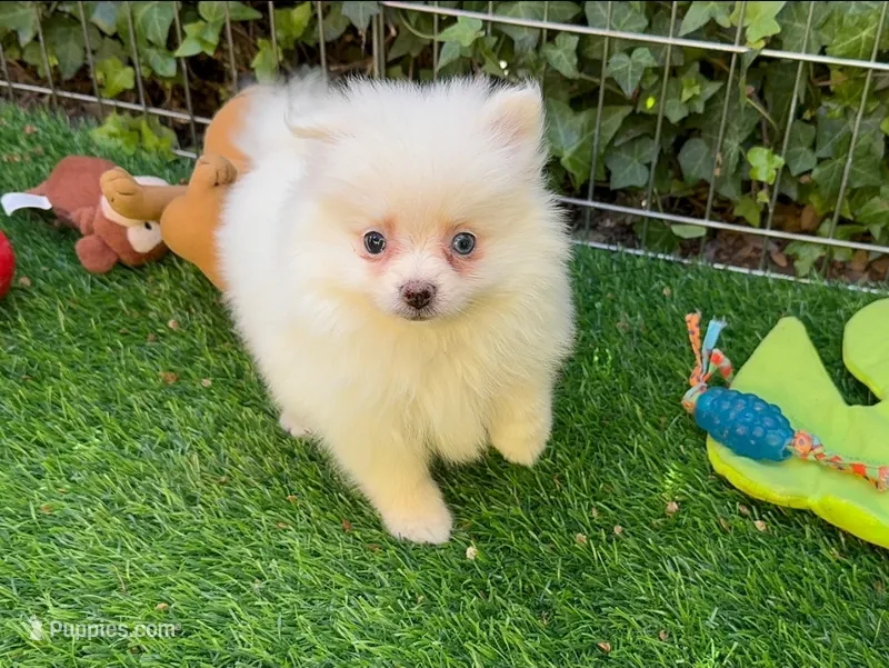 Pomeranian Pup💕 – Pomeranian puppy for sale in Seattle, WA