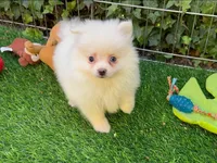 Pomeranian Pup💕, a male Pomeranian for sale in Seattle, WA – 1 of 1