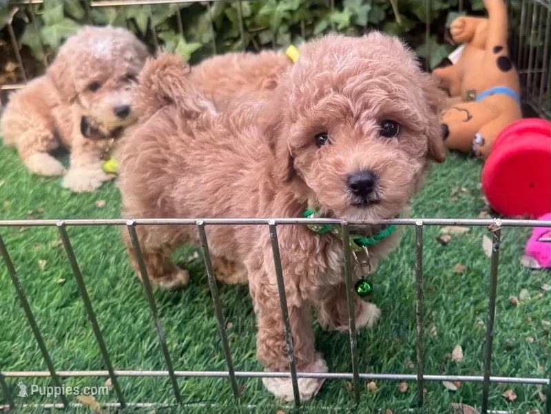 XS Apricot Maltipoo – Maltipoo, Poodle - Toy  puppy for sale in Seattle, WA