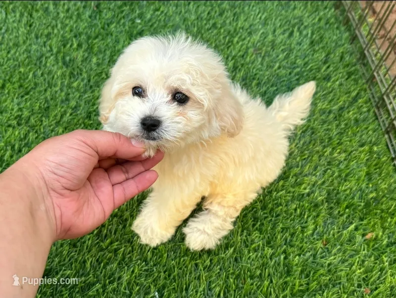 Tiny Toy Maltipoo  – Maltipoo, Maltese puppy for sale in Seattle, WA
