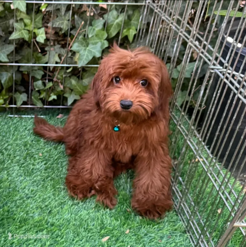XS Goldendoodle (Petite) – Poodle - Toy , Miniature Goldendoodle puppy for sale in Seattle, WA