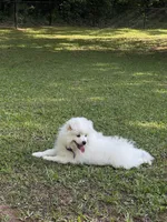 Fox Face Pomeranian , a male Pomeranian for sale in Atlanta, GA – Photo 9 of 9