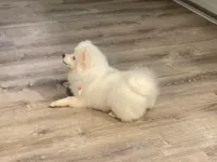 Fox Face Pomeranian , a male Pomeranian for sale in Atlanta, GA – Photo 5 of 9