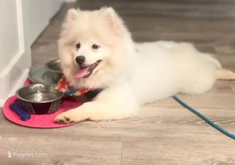 Fox Face Pomeranian  – Pomeranian puppy for sale in Atlanta, GA