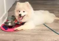 Fox Face Pomeranian , a male Pomeranian for sale in Atlanta, GA – Photo 1 of 9