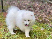 Fox Face Pomeranian , a male Pomeranian for sale in Atlanta, GA – Photo 2 of 9