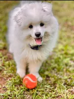 Fox Face Pomeranian , a male Pomeranian for sale in Atlanta, GA – Photo 4 of 9