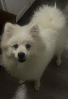 Fox Face Pomeranian , a male Pomeranian for sale in Atlanta, GA – Photo 6 of 9