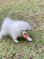 Fox Face Pomeranian , a male Pomeranian for sale in Atlanta, GA – Photo 8 of 9