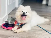 Fox Face Pomeranian , a male Pomeranian for sale in Atlanta, GA – Photo 3 of 9