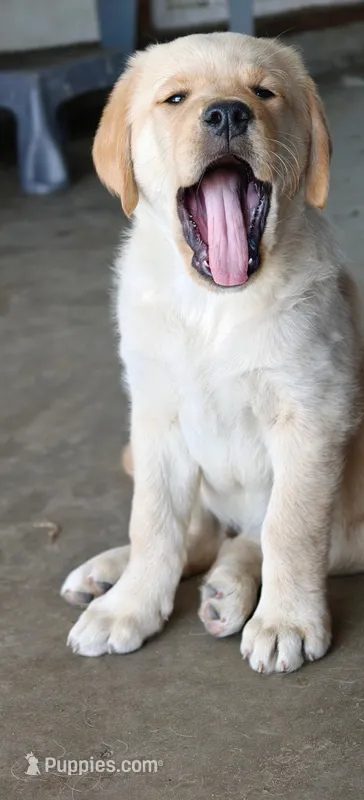 Cleo – Golden Retriever puppy for sale in Whittier, CA