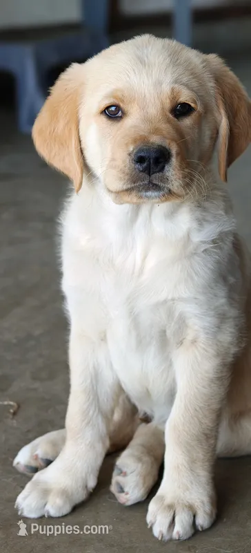 Nova – Golden Retriever puppy for sale in Whittier, CA