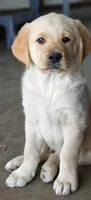 Nova, a female Golden Retriever for sale in Whittier, CA – 1 of 2