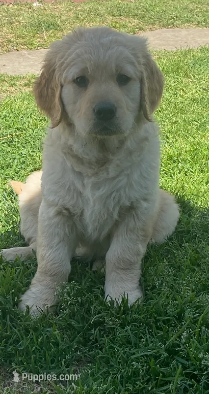 Milo – Golden Retriever puppy for sale in Whittier, CA