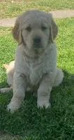 Milo, a male Golden Retriever for sale in Whittier, CA – 1 of 1