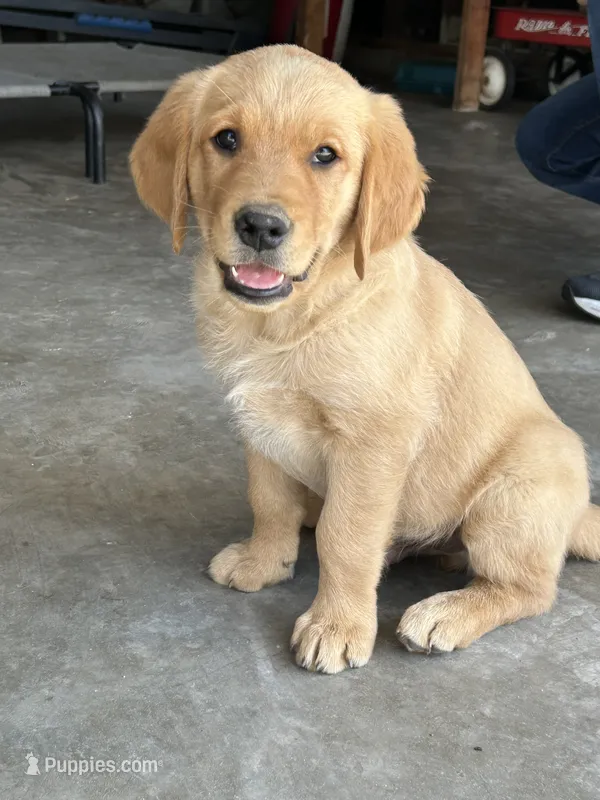 Max – Golden Retriever puppy for sale in Whittier, CA