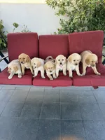 Nova, a female Golden Retriever for sale in Whittier, CA – 2 of 2