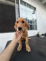 Apollo, a male Golden Retriever for sale in Whittier, CA – 3 of 4