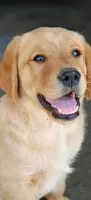 Daisy, a female Golden Retriever for sale in Whittier, CA – 1 of 2