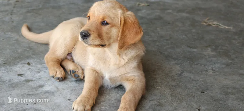 Leo – Golden Retriever puppy for sale in Whittier, CA