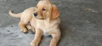 Leo, a male Golden Retriever for sale in Whittier, CA – 1 of 2