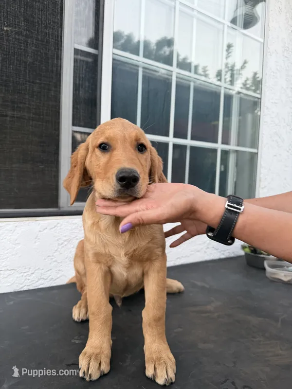 Apollo – Golden Retriever puppy for sale in Whittier, CA
