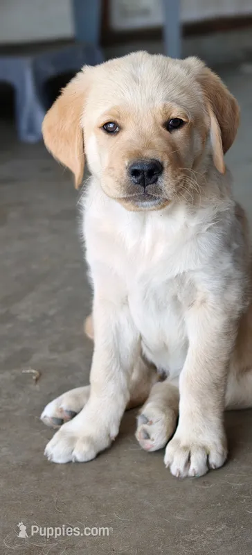 Sunny – Golden Retriever puppy for sale in Whittier, CA