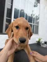 Apollo, a male Golden Retriever for sale in Whittier, CA – 2 of 4