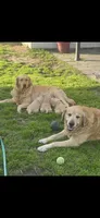 Apollo, a male Golden Retriever for sale in Whittier, CA – 4 of 4