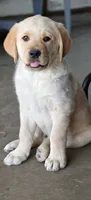 Cleo, a female Golden Retriever for sale in Whittier, CA – 2 of 3