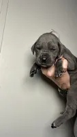 Hazel, a female Great Dane for sale in Myakka City, FL – 4 of 9