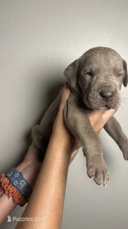 Birch – Great Dane puppy for sale in Myakka City, FL