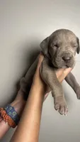 Birch, a male Great Dane for sale in Myakka City, FL – 1 of 10