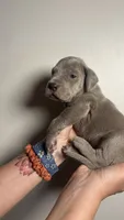 Olive, a female Great Dane for sale in Myakka City, FL – 4 of 10