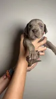 Birch, a male Great Dane for sale in Myakka City, FL – 5 of 10