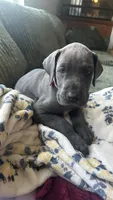 Zoe, a female Great Dane for sale in Myakka City, FL – 6 of 9