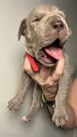 Poppy, a female Great Dane for sale in Myakka City, FL – 10 of 10
