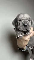 Magnolia, a female Great Dane for sale in Myakka City, FL – 7 of 7