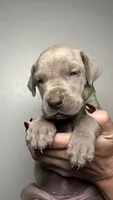 Ivy , a female Great Dane for sale in Myakka City, FL – 1 of 9