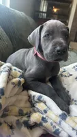 Zoe, a female Great Dane for sale in Myakka City, FL – 4 of 9